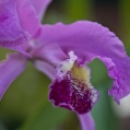 Orchidej 1