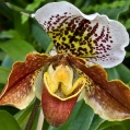 Orchidej 21