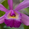 Orchidej 18