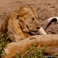 Cesta do Serengeti