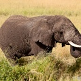 Cesta do Serengeti