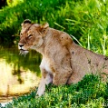 Ngorongoro