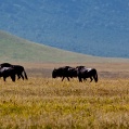 Ngorongoro