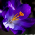 Krokus 3