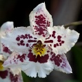 Orchidej 8