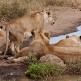 Cesta do Serengeti