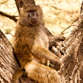 Lake Manyara