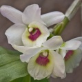 Orchidej 17