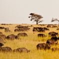 Serengeti