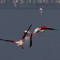 Lake Manyara