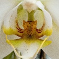 Orchidej 3