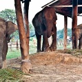 Chitwa NP