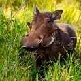 Ngorongoro