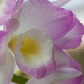 Orchidej 19
