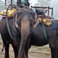 Projižďka na slonech