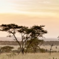 Serengeti