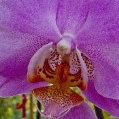 Orchidej 5
