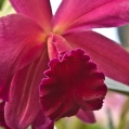 Orchidej 20