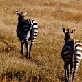 Ngorongoro