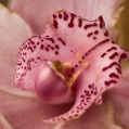Orchidej 12
