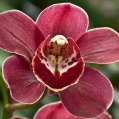 Orchidej 6
