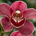 Orchidej 6