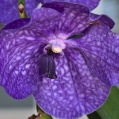 Orchidej 2