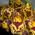 Orchidej 11