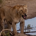 Cesta do Serengeti