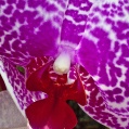 Orchidej 4