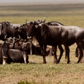 Cesta do Serengeti