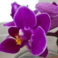 Orchidej 1