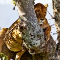 Ngorongoro