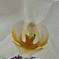 Orchidej 7