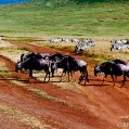 Ngorongoro