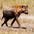 Ngorongoro