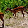 Lake Manyara