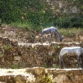 Arezzo