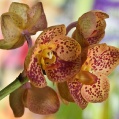 Orchidej 3