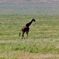 Cesta do Ngorogoro