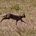 Ngorongoro