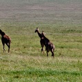 Cesta do Ngorogoro