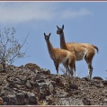 NP Ischigualasto 1