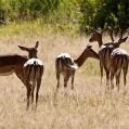 Cesta do Serengeti