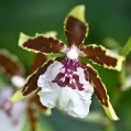 Orchidej 10