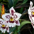 Orchidej 7