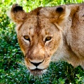 Ngorongoro