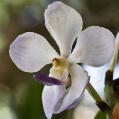 Orchidej 5