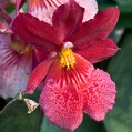Orchidej 9