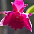 Orchidej 14